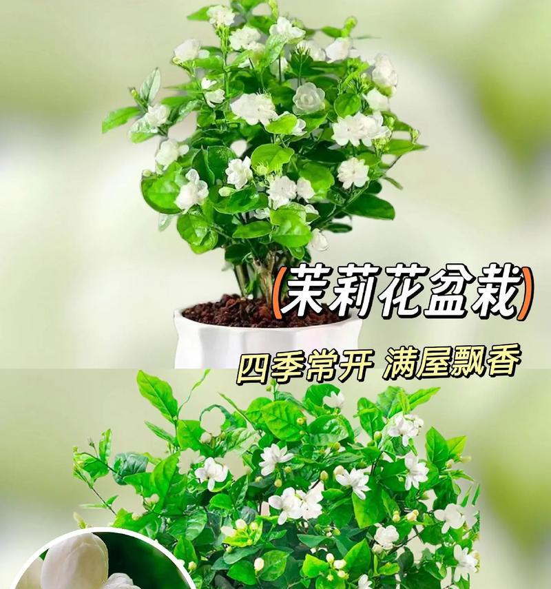 哪些盆栽花象征爱情？它们的花语是什么？