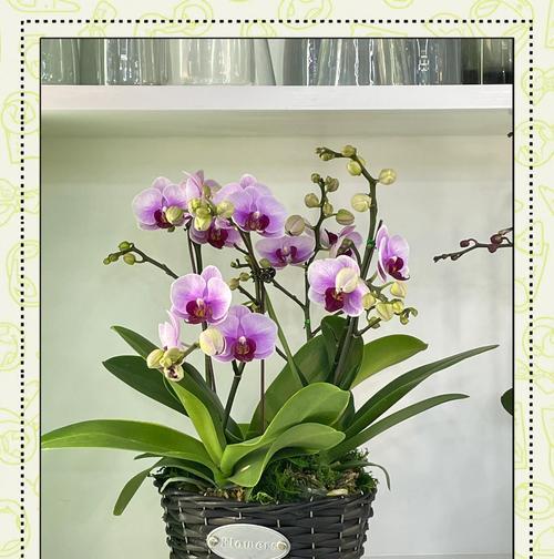 哪些盆栽花象征爱情？它们的花语是什么？