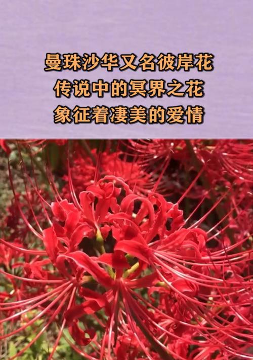 哪些花象征凄美爱情？它们的寓意是什么？