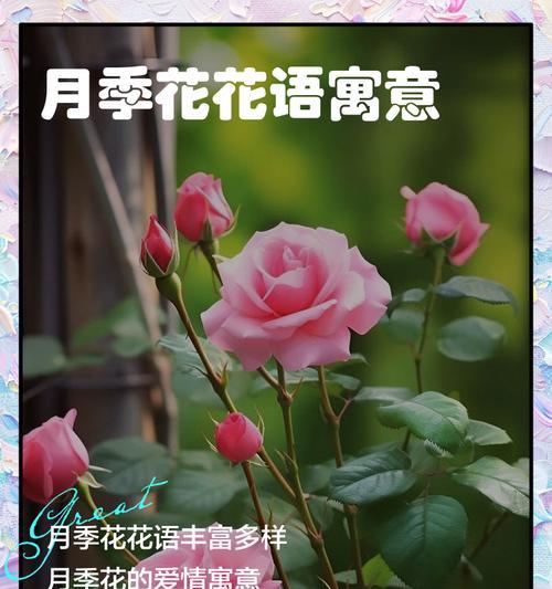 哪些花卉寓意健康且适合推荐？它们的花语是什么？