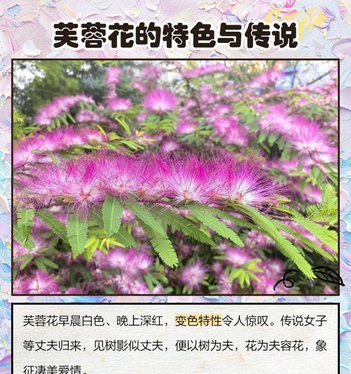 哪些花卉寓意健康且适合推荐？它们的花语是什么？
