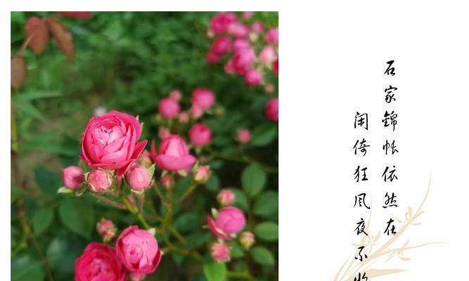 哪些花卉寓意健康且适合推荐？它们的花语是什么？
