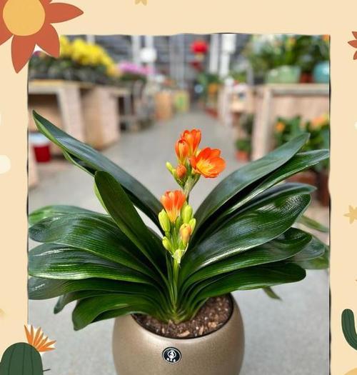 幸福与花的联系是什么？花象征幸福的含义有哪些？