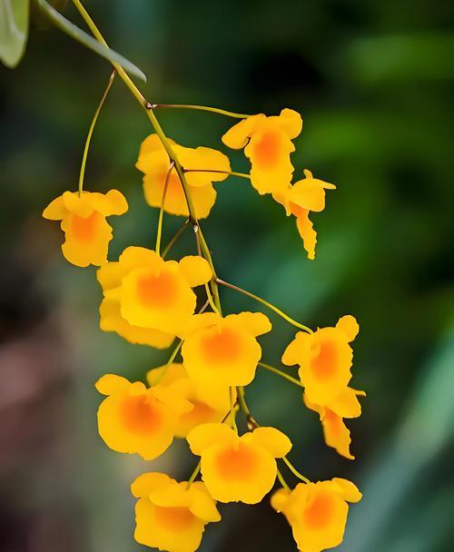 幸福与花的联系是什么？花象征幸福的含义有哪些？