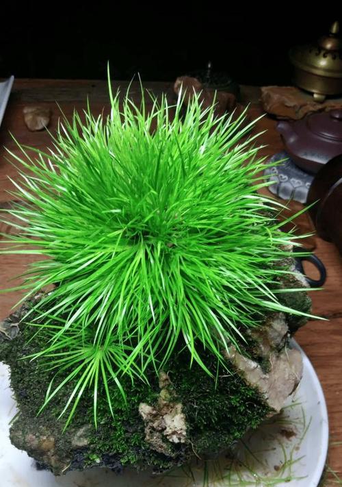 端午节菖蒲花语有哪些含义？