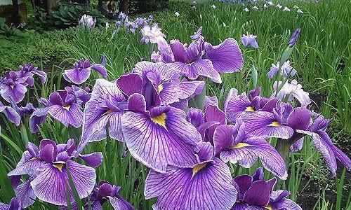 紫色扶郎花的寓意和花语是什么？