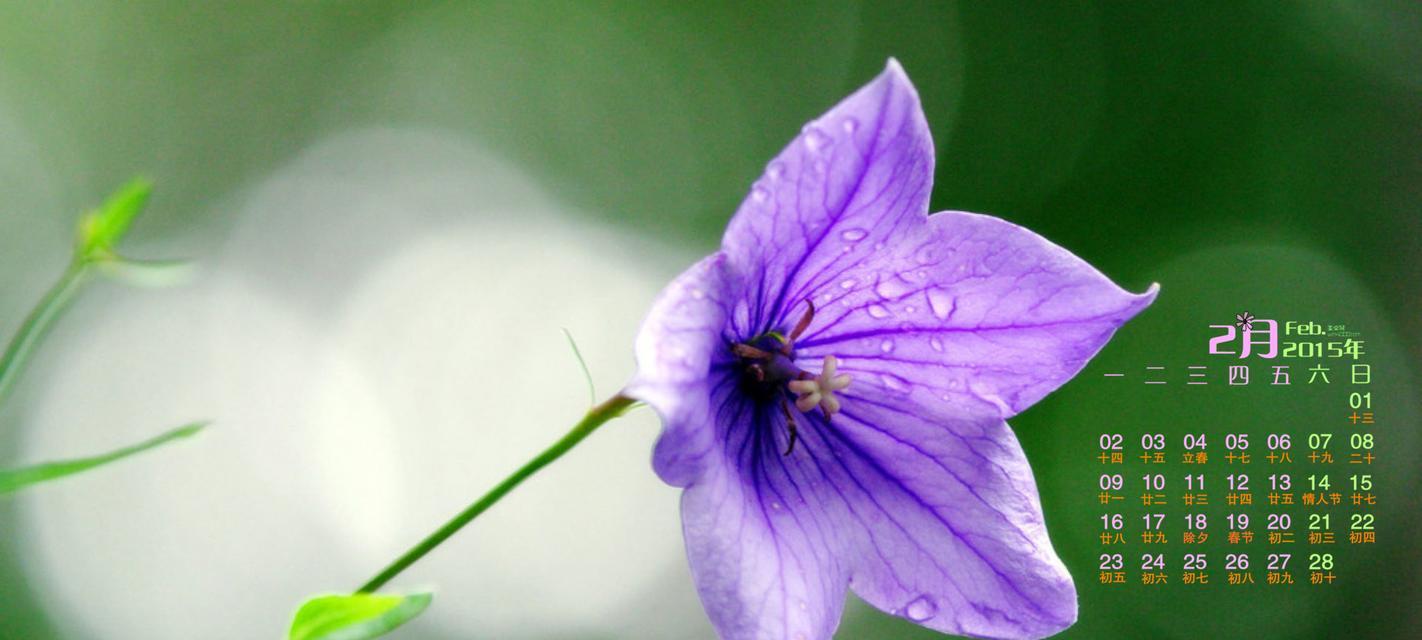 紫色扶郎花的寓意和花语是什么？