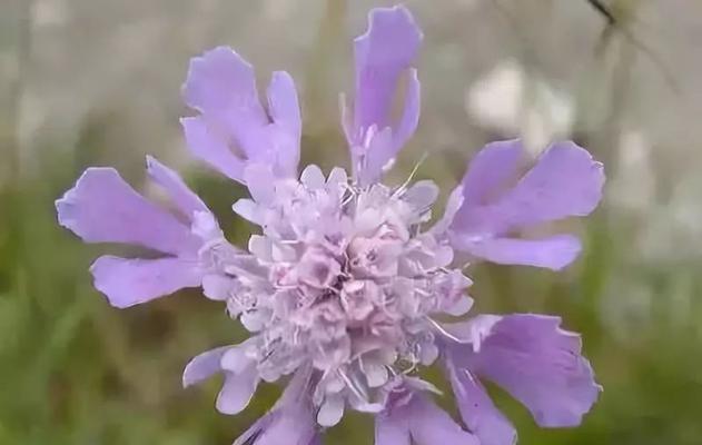 紫色扶郎花的寓意和花语是什么？
