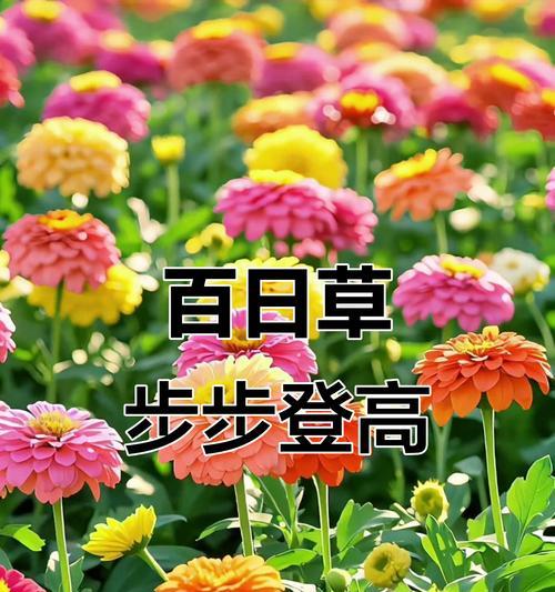 哪种花象征着步步高升？