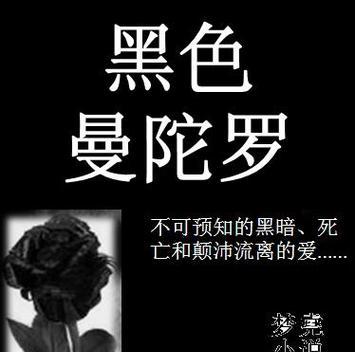 黑色的花通常代表什么寓意？