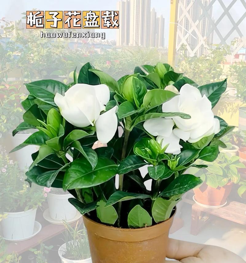 端午节遇上栀子花的寓意是什么？端午节栀子花代表什么？