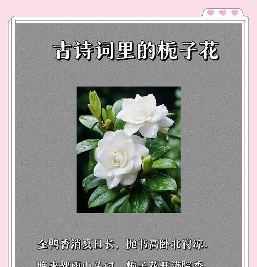 端午节遇上栀子花的寓意是什么？端午节栀子花代表什么？