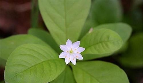 七瓣花心白色花珠子象征什么？花珠子的寓意是什么？