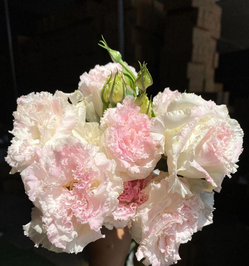 冰淇淋代表的花语是什么？甜蜜的花语有哪些？