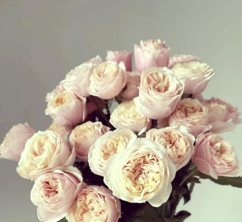冰淇淋代表的花语是什么？甜蜜的花语有哪些？