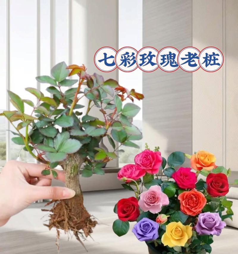 七色玫瑰花各自有什么寓意？