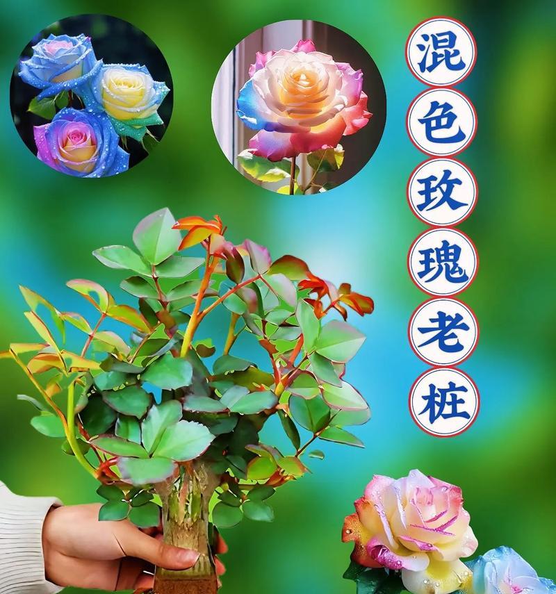 七色玫瑰花各自有什么寓意？
