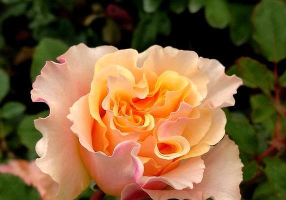 红橘色系的花寓意是什么？红橘色系花朵代表什么？