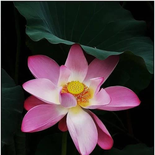 莲花和莲蓬手捧花代表了什么？