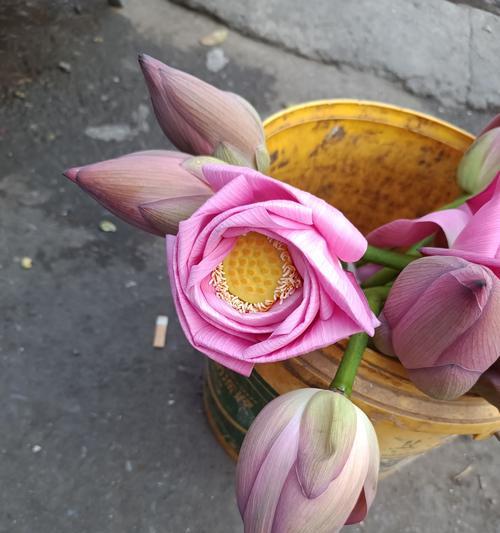 莲花和莲蓬手捧花代表了什么？