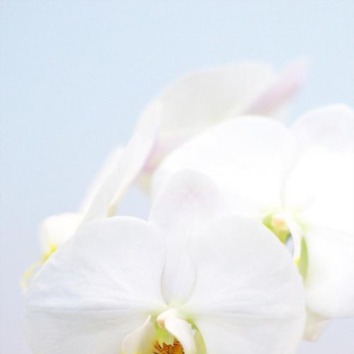 高贵白色的花含义是什么？它们通常象征着什么？