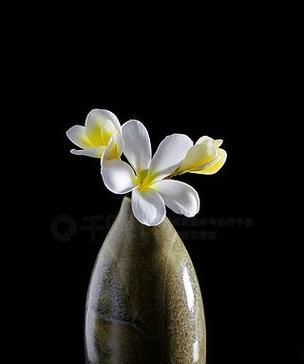 黑色花与花瓶搭配的寓意是什么？