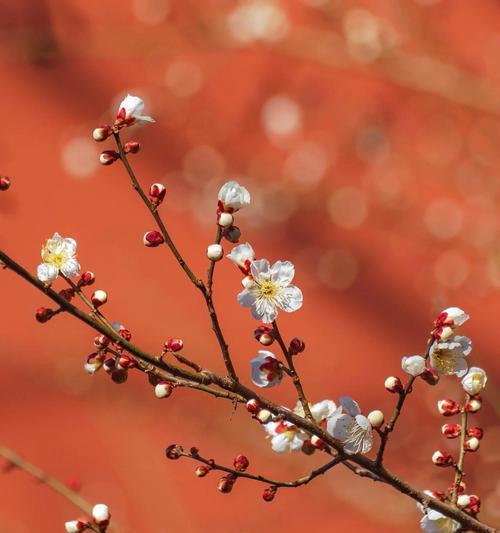 哪种花象征节俭？节俭的花有哪些？