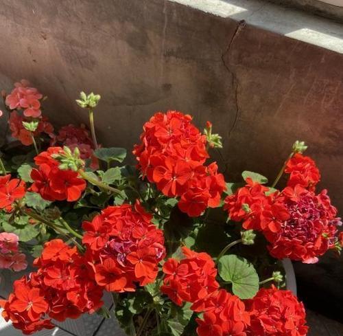 哪种花象征节俭？节俭的花有哪些？