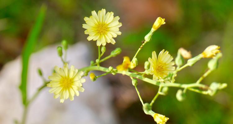 哪种花象征节俭？节俭的花有哪些？