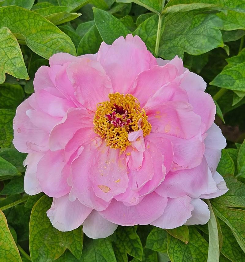 吉祥花有哪些寓意和象征？它们代表了什么？