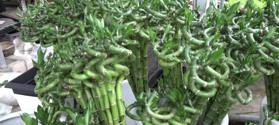 吉祥花有哪些寓意和象征？它们代表了什么？