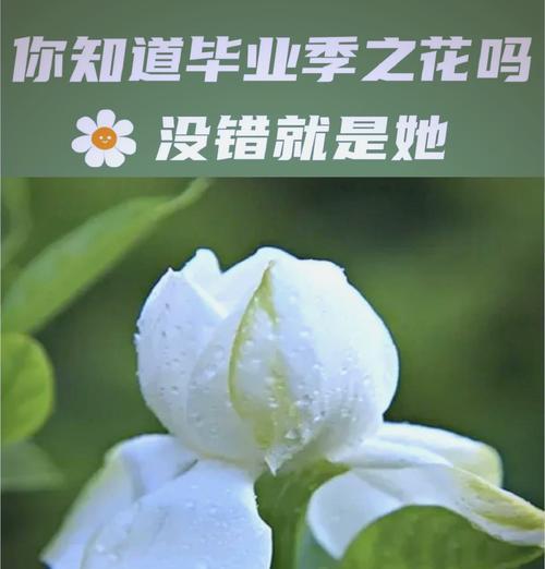 白色栀子花的寓意和花语是什么？