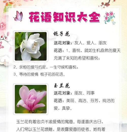 白色栀子花的寓意和花语是什么？