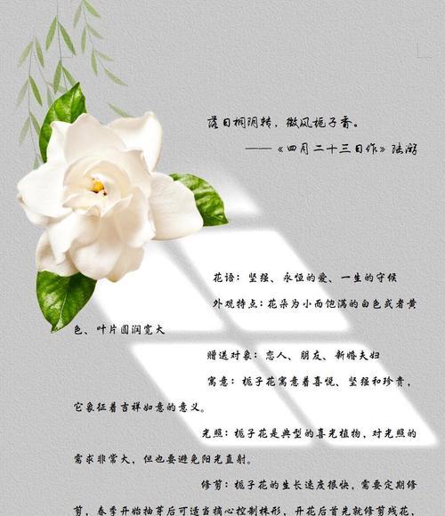 白色栀子花的寓意和花语是什么？