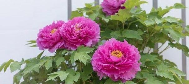 富贵花的花语含义是什么？富贵花在花卉文化中的地位如何？