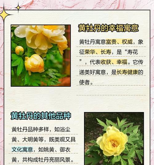 富贵花的花语含义是什么？富贵花在花卉文化中的地位如何？
