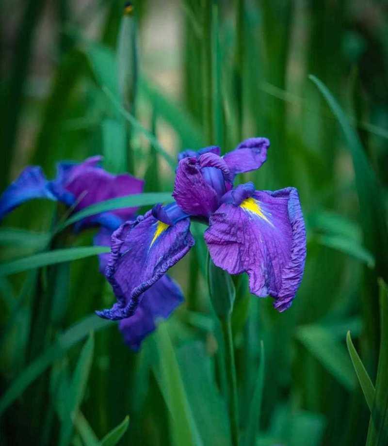 菖蒲花不同颜色的寓意是什么？菖蒲花颜色的象征意义有哪些？