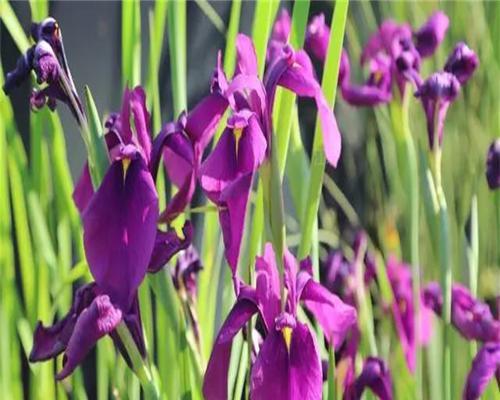 菖蒲花不同颜色的寓意是什么？菖蒲花颜色的象征意义有哪些？
