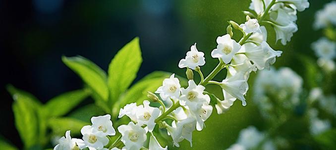清明节时白色花的寓意是什么？