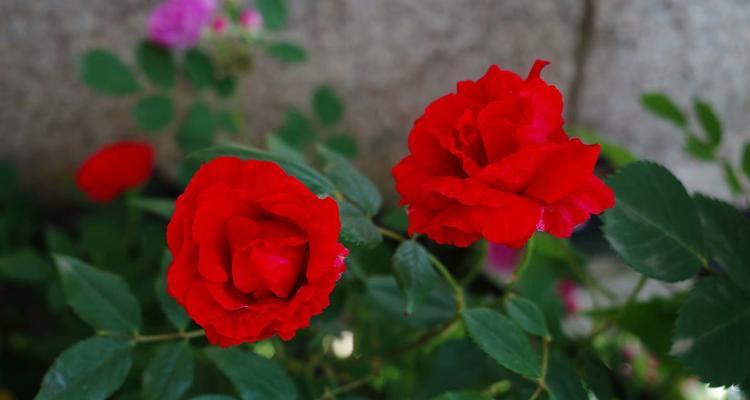 红色五朵花耳坠代表什么？寓意是什么？