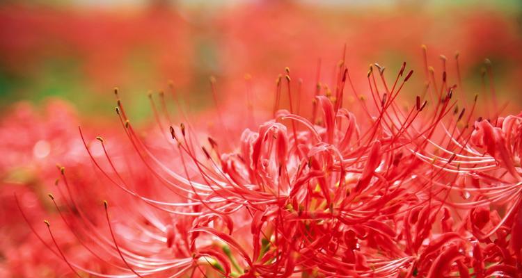 红色五朵花耳坠代表什么？寓意是什么？