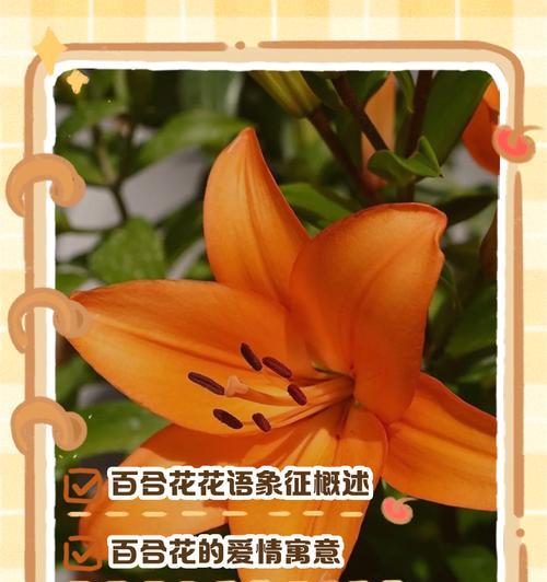 哪种花的花语是爱情？寓意爱情的花有哪些？