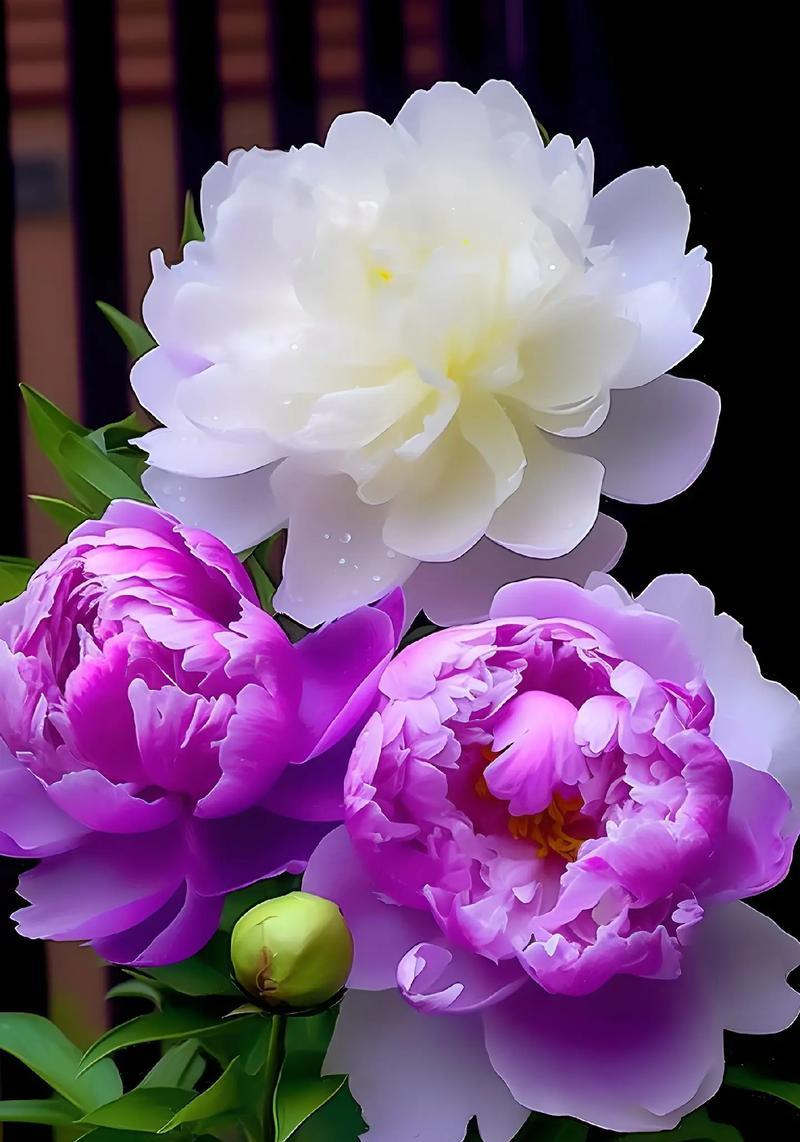 牡丹花象征什么吉祥？牡丹花的吉祥寓意是什么？