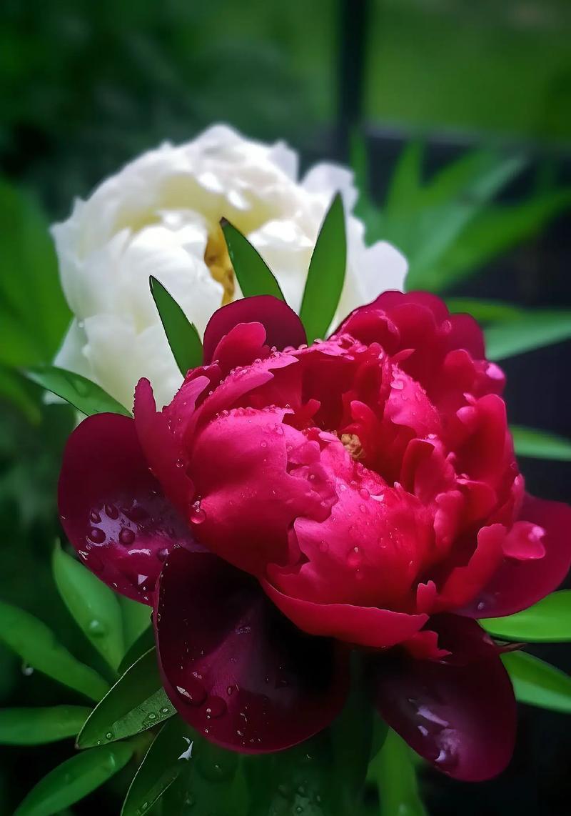牡丹花象征什么吉祥？牡丹花的吉祥寓意是什么？