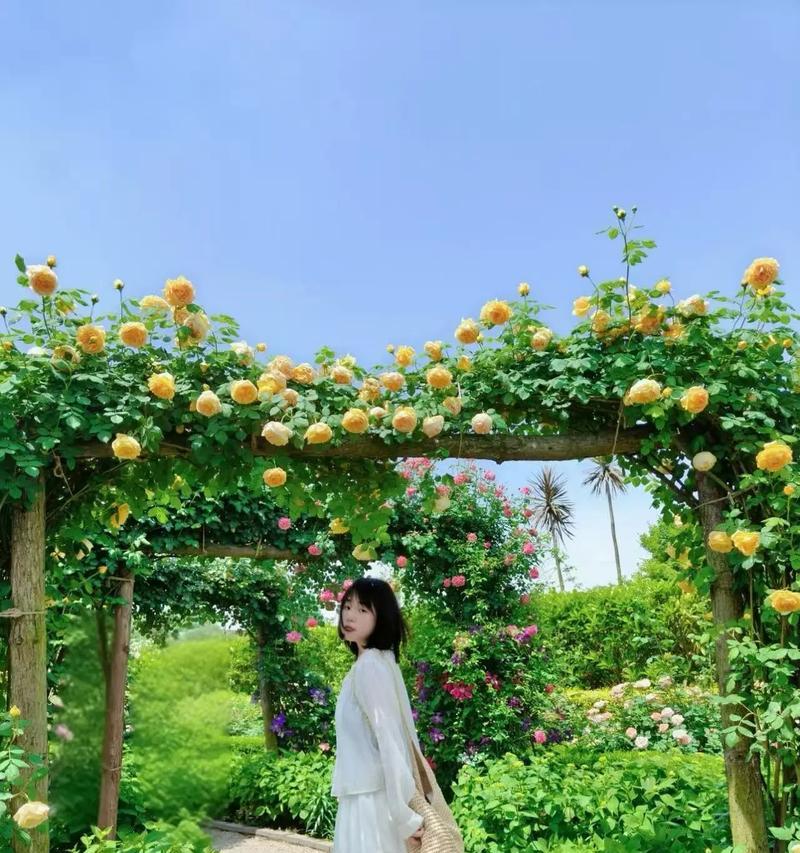 黄金色玫瑰代表什么？黄金玫瑰的花语有哪些？