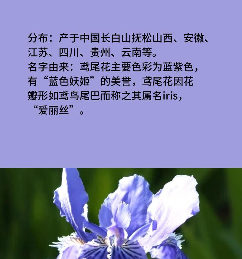 蓝色花的花语有哪些？不同蓝色花的寓意有何不同？
