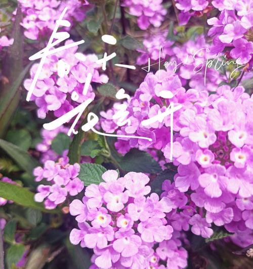 紫黑色花象征什么？诅咒的爱花语是什么？