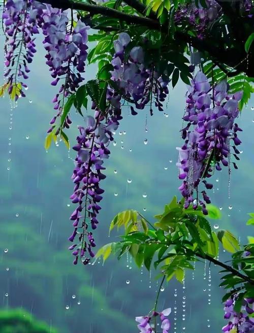 紫黑色花象征什么？诅咒的爱花语是什么？