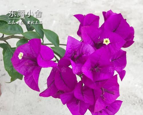 紫色三角梅象征着什么？