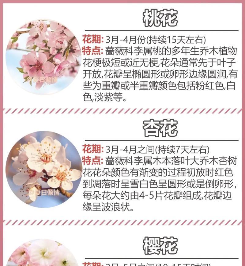 花的颜色与象征意义有何关联？不同颜色的花代表什么？